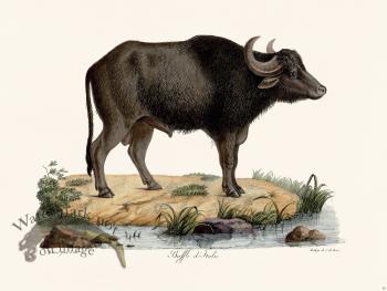 Cuvier 063 Italian Buffalo